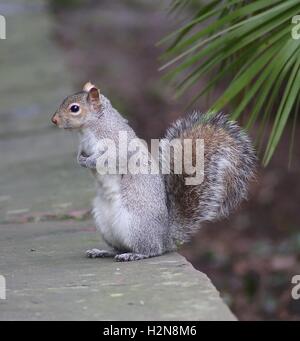 Grauhörnchen Stockfoto