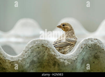 Eine weibliche Haus Fink, Haemorhous mexicanus, im Wasser, in ein Vogelbad in Oklahoma, USA. Stockfoto