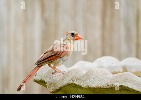 Eine noch junge nördlichen Kardinal weiblich, Cardinalis Cardinalis, trinken aus einem Vogelbad wird vorbereitet. Oklahoma, USA. Stockfoto