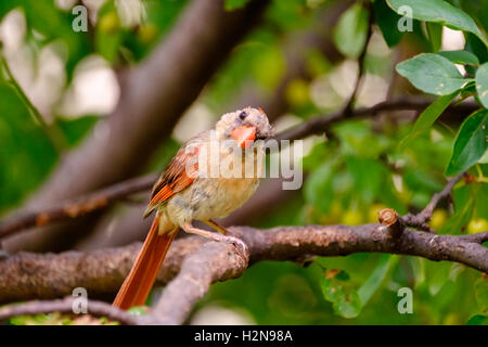 Eine junge nördlichen Kardinal weiblich, Cardinalis Cardinalis, thront auf einem Baum Zierapfel, Malus. Oklahoma, USA. Stockfoto