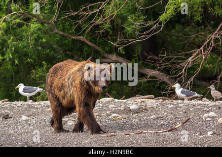 Braunbären auf dem Ufer der Kurilen-See. Stockfoto