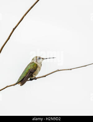 Eine unreife männliche Ruby – Throated Kolibri, Archilochos Colubris, thront auf einem Ast. Ausschnitt. Oklahoma, USA. Stockfoto