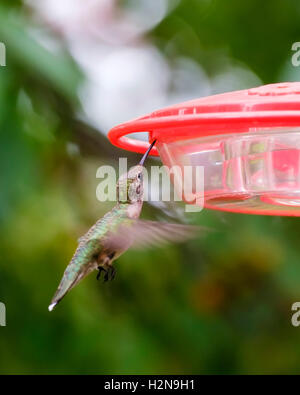 Eine juvenile männliche Ruby – Throated Kolibri, Archilochos Colubris an einen Anleger vor der Entwicklung der männlichen Färbung. Oklahoma, USA. Stockfoto