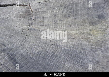 Nahaufnahme von einem alten Baumstumpf, Baumringe zeigen. Stockfoto