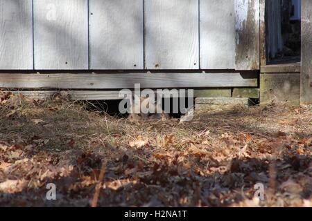 Baby-Fox spähte aus seiner Höhle Stockfoto