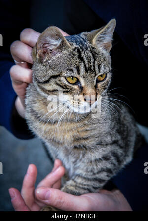 Süße Katze sitzen in ihrem Besitzer Hände Stockfoto