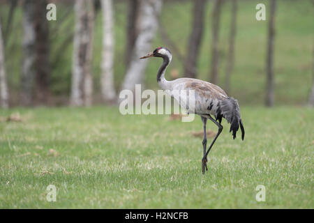 Gemeiner Kranich ( Grus grus ) Erwachsener in schöner Zuchtkleidung, auf einer kurzen gemähten Wiese, in typischer Umgebung, Skandinavien, Wildtiere, Europa. Stockfoto