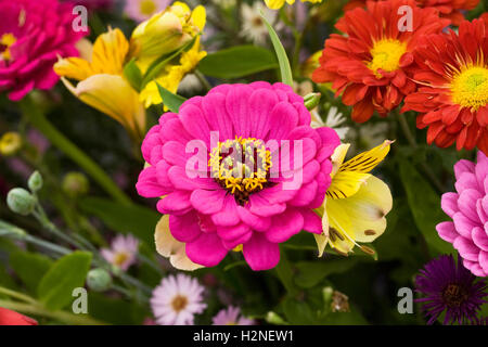 Ein Blumenstrauß bunt gemischte Herbst. Zinnie, Alstroemeria, Chrysantheme und Aster Blumen. Stockfoto