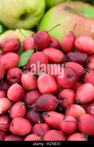 Malus Spectabile. Ein Haufen Holzäpfel und Kochäpfel. Stockfoto