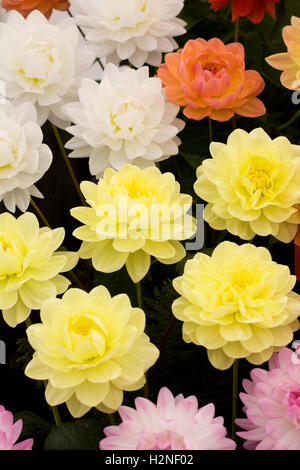 Seerose Dahlien auf dem Display. Stockfoto