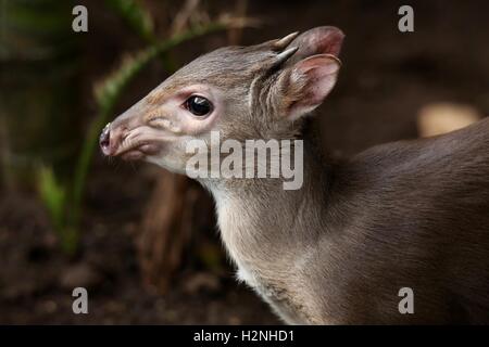 Blauer Duiker Antilope Stockfoto