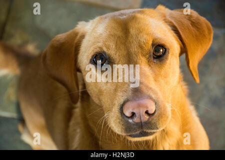 Red fox Labrador, die da oben sitzen, mit Blick auf die Kamera Stockfoto