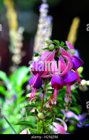 Fuchsia Hybrida Blumen im Blumenbeet. Exotische Blume mit markanten zweifarbige Farben. Stockfoto