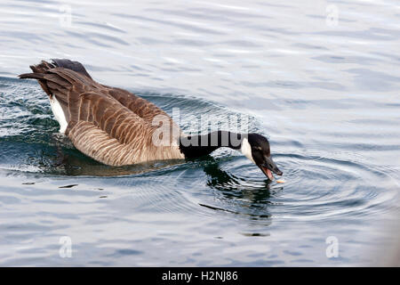 Kanadagans (Branta Canadensis) San Juan Inseln Washington State USA Stockfoto