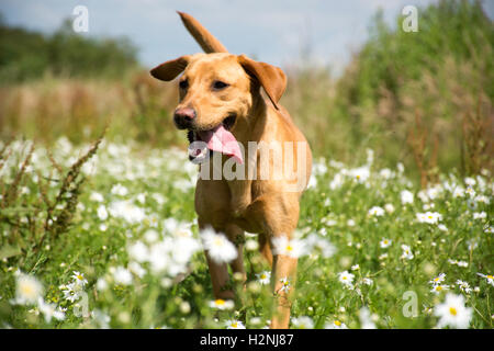 Rotfuchs Labrador im Sommer Felder laufen Stockfoto