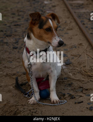 Jack Russell Terrier JRT Hund Portrait bei Fairbourne auf dem Sand mit Miniatur-Eisenbahn zur Seite Stockfoto