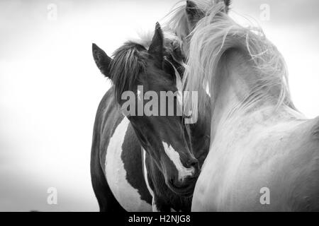 Pferde Pflege miteinander Stockfoto