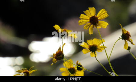 Brittlebrush (Encelia Farinosa), gelben Blüten mit Stream glitzern im Zeitmessung in Anza-Borrego Desert State Park, Kalifornien Stockfoto