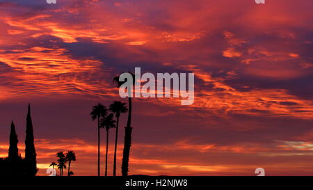 Hohe Palmen Silhouette gegen einen dramatischen dunkel blau und rosa farbigen Sonnenaufgang Stockfoto