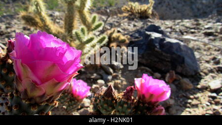 Die Kakteen blühen mit schönen rosa Blüten in Anza-Borrego-Sonora-Wüste Stockfoto