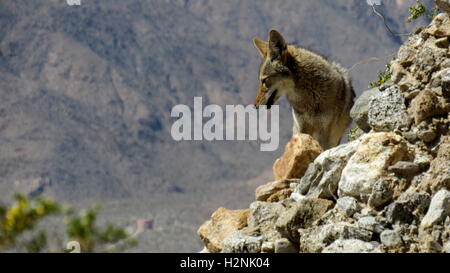 Nordamerikanische Coyote Blick hinunter auf den Rand des Berges von Gesteinen in Sonora-Wüste Stockfoto