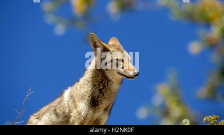 Ein Kojote (Canis Latrans) in Süd-Kalifornien sieht elegant auf einem Felsen mit klaren, blauen Himmelshintergrund Stockfoto