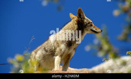 Ein Kojote (Canis Latrans) in Süd-Kalifornien blickt seitlich auf einem Felsen mit klaren, blauen Himmelshintergrund Stockfoto