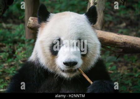 Giant Panda Essen panda Stockfoto