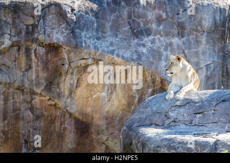 Weibliche Löwin Verlegung auf einem Felsen mit Freifläche auf der Seite. Stockfoto