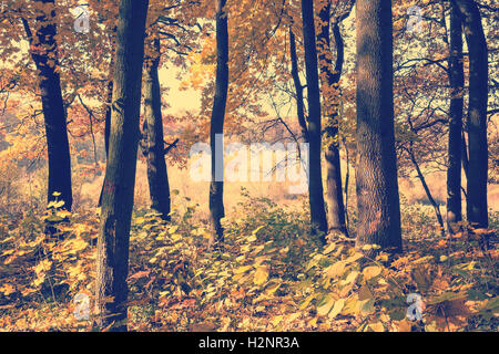 Herbst Herbst Park oder Wald mit goldenen Blättern. Natur-Hintergrund. Vintage getönt Stockfoto