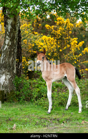 Portraitbild von einem einzigen Fohlen (Pony) auf seine eigene durch einen Baum. Stockfoto