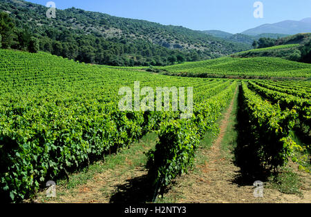 Weinberg, Côtes du Rhône, Drome, Frankreich, Europa Stockfoto