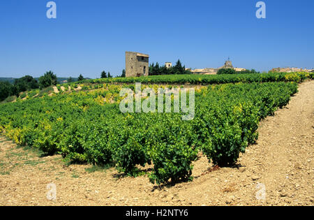 Weinberg, Côtes du Rhône, Drome, Frankreich, Europa Stockfoto