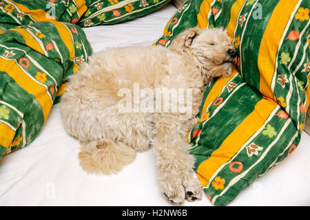 Kleine Beige Haustier Terrier Hund schlafen im Bett des Besitzers Stockfoto