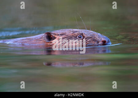 Eurasische Biber (Castor Fiber) schwimmen, Porträt, Naturpark Gastvogelmanagement Peenetal, Mecklenburg-Western Pomerania, Deutschland Stockfoto