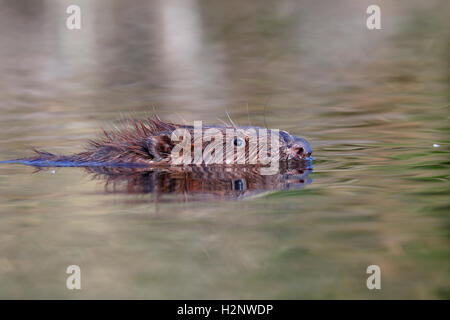 Eurasische Biber (Castor Fiber) schwimmen, Porträt, Naturpark Gastvogelmanagement Peenetal, Mecklenburg-Western Pomerania, Deutschland Stockfoto