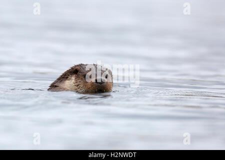 Eurasische Fischotter (Lutra Lutra) schwimmen, Porträt, Naturpark Gastvogelmanagement Peenetal, Mecklenburg-Western Pomerania, Deutschland Stockfoto