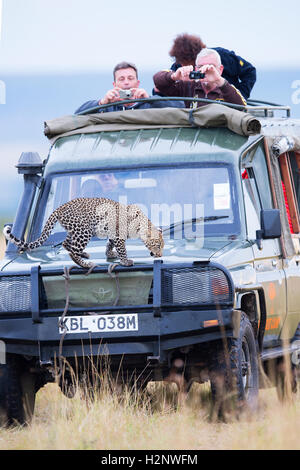 Junge Leoparden (Panthera Pardus) auf einem touristischen Auto. Masai Mara Reservat, Kenia Stockfoto