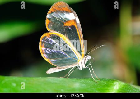 Nahaufnahme der fragilen Schmetterling Glasswing (Greta Oto) auf einem Blatt. Stockfoto