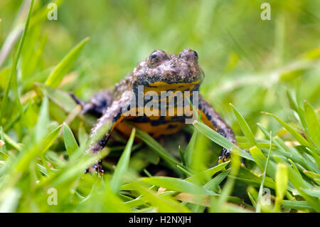 Nahaufnahme der Gelbbauchunke (Geburtshelferkröte Variegata). Stockfoto
