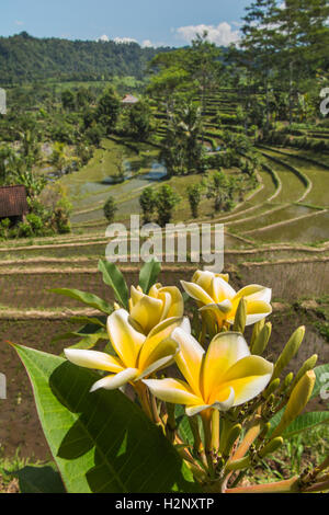 Indonesien, Bali, Sidemen, Frangipani-Blüten über mehrstufige Reisterrassen im Tal des Flusses Unda Stockfoto