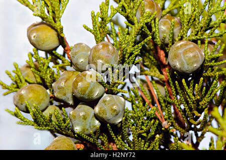Laub und jungen Zapfen der Mittelmeer-Zypresse (Cupressus Sempervirens). Stockfoto