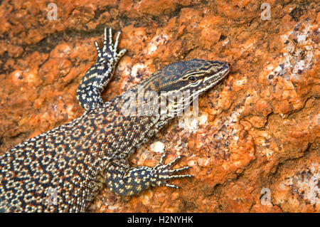 Langusten-tailed Monitor auf einer roten Felswand. Stockfoto