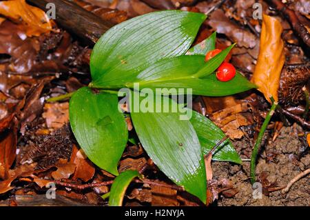 Nahaufnahme von Mäusedorn (Ruscus Hypoglossum) mit roten Früchten. Stockfoto