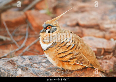 Spinifex Pigeon gut getarnt auf einem Felsen. Stockfoto