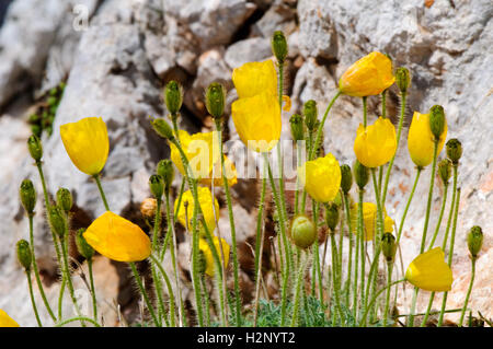 Nahaufnahme von alpine Mohn (Papaver Alpinum) erschossen in Alpen. Stockfoto