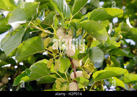 Früchte und Blätter der weißen Maulbeere (Morus Alba). Stockfoto