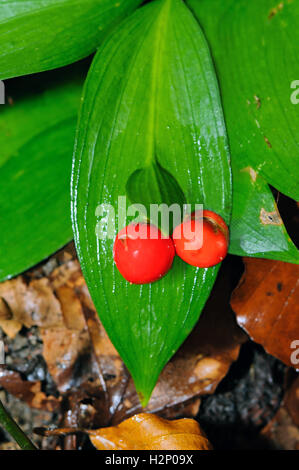 Nahaufnahme von Mäusedorn (Ruscus Hypoglossum) mit roten Früchten. Stockfoto