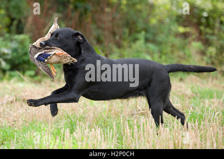 Labrador Retriever mit einem Schuss Ente Stockfoto