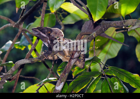 Gemeinsame Basilisk (Basiliskos Basiliskos) in seinem natürlichen Lebensraum. Stockfoto